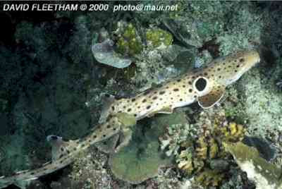 Epaulette Shark (Hemiscyllium ocellatum)
 David Fleetham david@davidfleetham.com