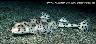 Galapagos Horn Shark (Heterodontus quoyi)
 David Fleetham david@davidfleetham.com