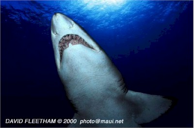 Sandtiger Shark (Carcharias taurus)
 David Fleetham david@davidfleetham.com