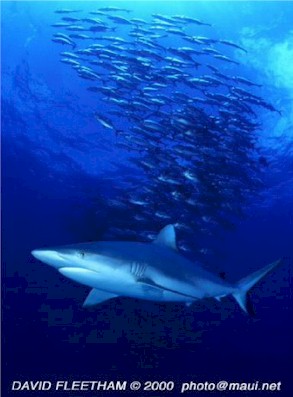 Grey Reef Shark (Carcharhinus amblyrhynchos)
© David Fleetham david@davidfleetham.com