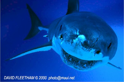 White Shark (Carchodon carcharias)
© David Fleetham david@davidfleetham.com