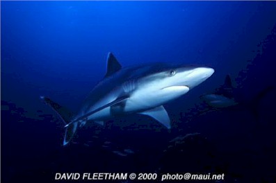 Silvertip Shark (Carcharhinus albimarginatus)
© David Fleetham  david@davidfleetham.com