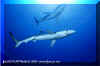 Blue Shark (Prionace glauca)
© David Fleetham david@davidfleetham.com