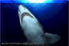 Sandtiger Shark (Carcharias taurus)
© David Fleetham david@davidfleetham.com