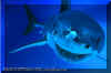 White Shark (Carchodon carcharias) © David Fleetham david@davidfleetham.com