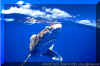 Oceanic Whitetip (Carcharhinus longimanus)
© David Fleetham david@davidfleetham.com