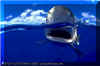 Oceanic Whitetip (Carcharhinus longimanus)
© David Fleetham david@davidfleetham.com