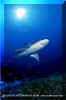 Silvertip Shark (Carcharhinus albimarginatus)
© David Fleetham  david@davidfleetham.com
