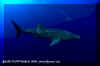 Whale Shark (Rhincodon typus)
© David Fleetham david@davidfleetham.com