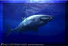 White Shark (Carchodon carcharias) © David Fleetham david@davidfleetham.com