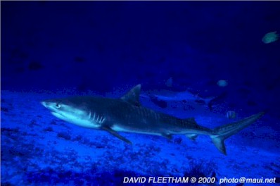 Tiger Shark (Galeocerdo cuvier)
© David Fleetham david@davidfleetham.com