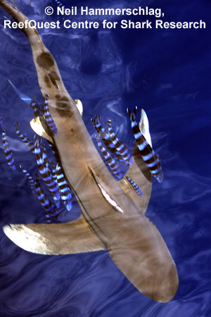 Oceanic Whitetip 
© Neil Hammerschlag, ReefQuest 
Centre for Shark Research