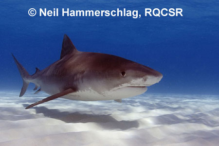 Tiger Shark, 
Neil Hammerschlag, RQCSR