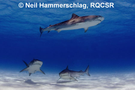 Tiger Sharks, 
Neil Hammerschlag, RQCSR