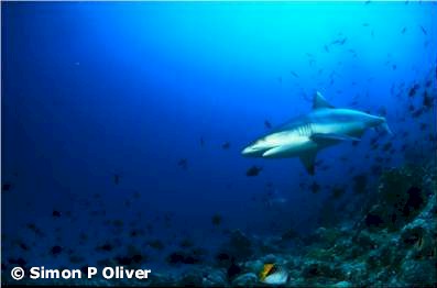Grey Reef Shark
(Carcharhinus amblyrhynchos)
Simon P. Oliver