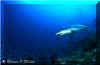 Grey Reef Shark (Carcharhinus amblyrhynchos)
© Simon Oliver