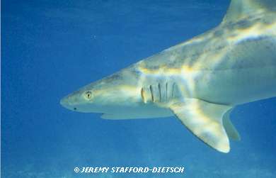 Blacknose Shark (Carcharhinus acronotus)
© Jeremy Stafford-Deitsch