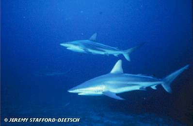 Blacktip Shark (Carcharhinus limbatus)
© Jeremy Stafford-Deitsch