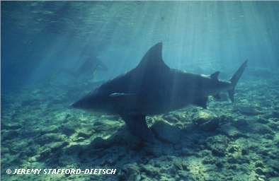 Bull Shark (Carcharhinus leucas)
© Jeremy Stafford-Deitsch
