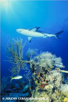 Caribbean Reef Shark (Carcharhinus perezi)
© Jeremy Stafford-Deitsch