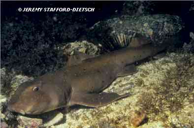Horn Shark (Heterodontus francisci)
 Jeremy Stafford-Deitsch