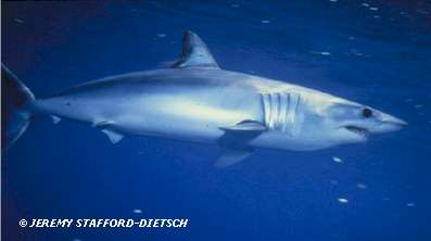 Shortfin Mako(Isurus oxyrhinchus) � Jeremy Stafford-Deitsch