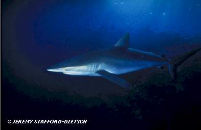 Silky Shark (Carcharhinus falciformis)
© Jeremy Stafford-Deitsch