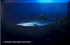 Silky Shark (Carcharhinus falciformis)
© Jeremy Stafford-Deitsch