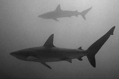 Galapagos Shark  Wolfgang Leander