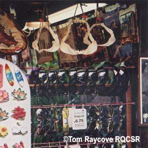 Shark Jaws in Market
Tom Raycove, RQCSR