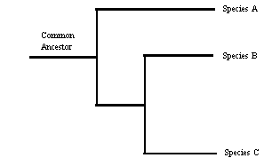Sample Cladogram