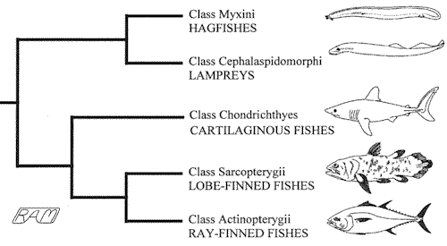 examples of fish vertebrates