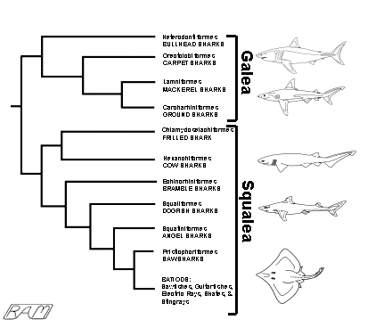 Cladogram showing tow main branches of elasmobranch evolution, Galea and Squalea