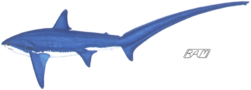 thresher shark drawing