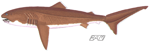 Mega mouth shark メガマウス, メガマウス mega mouth shark