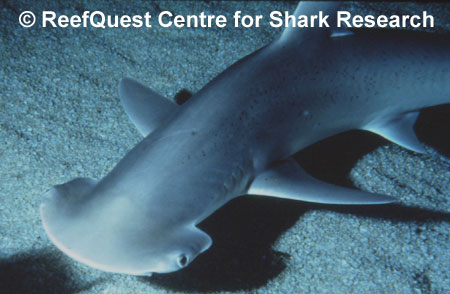 Sphyrna tiburo 
© R.Aidan Martin, ReefQuest 
Centre for Shark Research