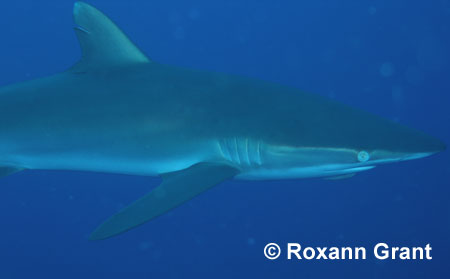 Silky Shark © Roxann Grant