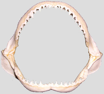 Silky Shark jaws © Anne Martin, 