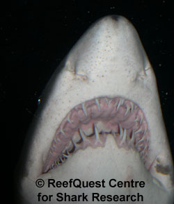 Sandtiger 
 Anne Martin, ReefQuest 
Centre for Shark Research