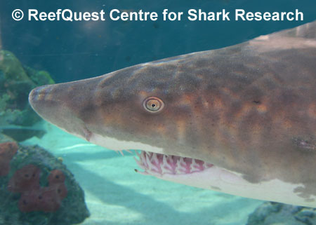 Sandtiger 
 Anne Martin, ReefQuest 
Centre for Shark Research