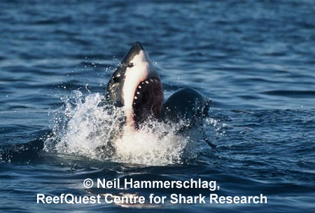 White Shark 
© Neil Hammerschlag, ReefQuest 
Centre for Shark Research