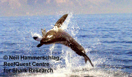 White Shark 
© Neil Hammerschlag, ReefQuest 
Centre for Shark Research