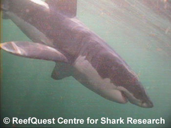 White Shark 
© R.Aidan Martin, ReefQuest 
Centre for Shark Research