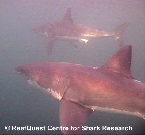White Shark 
© R.Aidan Martin, ReefQuest 
Centre for Shark Research