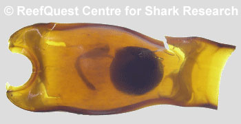  Anne Martin, ReefQuest Centre for Shark Research