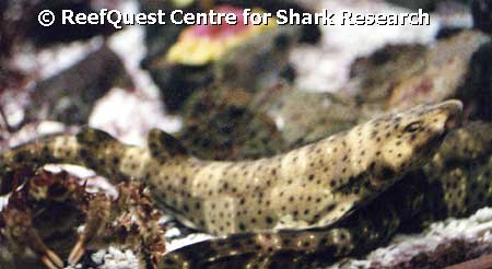  Anne Martin, ReefQuest Centre for Shark Research