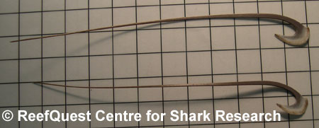 Basking Shark gill rakers 