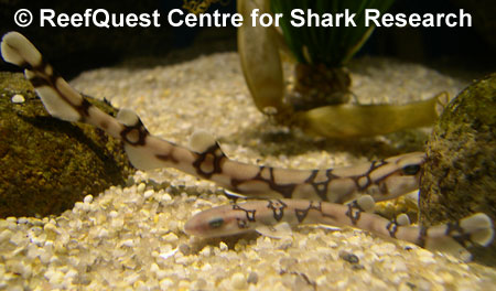 Chain catshark juveniles 
with egg cases in background, 
© Anne Martin, ReefQuest 
Centre for Shark Research