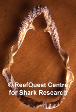 Jaws of a Frilled Shark
© Anne Martin, ReefQuest 
Centre for Shark Research