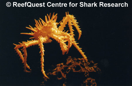 Deep-sea spider crab © Anne Martin, ReefQuest Centre for Shark Research